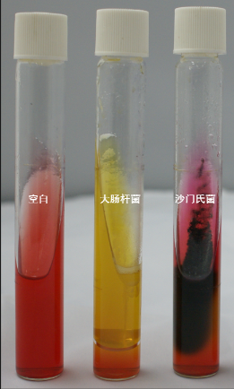 VRBA內(nèi)的紅色小菌落，有可能是沙門氏菌？